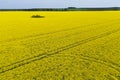 Aerial perspective view on yellow field of blooming rapeseed with trees, sky, soil spot in the middle and tractor tracks Royalty Free Stock Photo