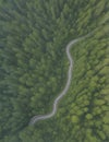 Aerial perspective of a winding forest road. AI Generated