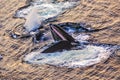 Aerial photo of Alaska humpback whales