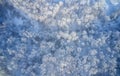 Aerial photo of birch forest in winter season. Drone shot of trees covered with hoarfrost and snow Royalty Free Stock Photo