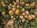 Aerial photo of colorful forest in autumn season. Yellow and green trees Royalty Free Stock Photo