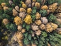 Aerial photo of colorful forest in autumn season. Yellow and green trees Royalty Free Stock Photo