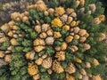 Aerial photo of colorful forest in autumn season. Yellow and green trees Royalty Free Stock Photo