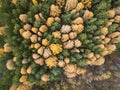 Aerial photo of colorful forest in autumn season. Yellow and green trees Royalty Free Stock Photo