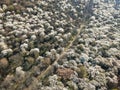 Aerial photo of the dirt road between blossoming trees