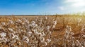 Aerial photo of a field full of almond trees full of blossoms. It is a typical flower of early spring that fills the fields. Royalty Free Stock Photo