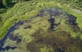 Aerial photo of forest bog in the Karakansky pine forest near the shore of the Ob reservoir Royalty Free Stock Photo