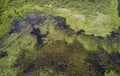 Aerial photo of forest bog in the Karakansky pine forest near the shore of the Ob reservoir Royalty Free Stock Photo