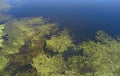 Aerial photo of forest boggy lake in the Karakansky pine forest near the shore of the Ob reservoir