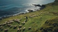 Aerial Photography Of Sheep Shearing Near The Ocean In New Zealand