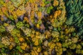 Aerial photo of multicolored tops of trees in the autumn forest