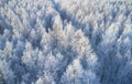 Aerial photo of nbirch forest in winter season. Drone shot of trees covered with hoarfrost and snow Royalty Free Stock Photo