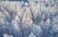 Aerial photo of nbirch forest in winter season. Drone shot of trees covered with hoarfrost and snow Royalty Free Stock Photo