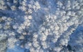 Aerial photo of nbirch forest in winter season. Drone shot of trees covered with hoarfrost and snow Royalty Free Stock Photo