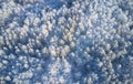 Aerial photo of nbirch forest in winter season. Drone shot of trees covered with hoarfrost and snow Royalty Free Stock Photo