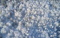 Aerial photo of nbirch forest in winter season. Drone shot of trees covered with hoarfrost and snow Royalty Free Stock Photo