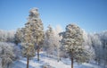 Aerial photo of nbirch forest in winter season. Drone shot of trees covered with hoarfrost and snow Royalty Free Stock Photo