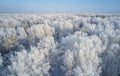 Aerial photo of nbirch forest in winter season. Drone shot of trees covered with hoarfrost and snow Royalty Free Stock Photo