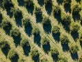 Aerial photo of an orange grove in spring Royalty Free Stock Photo