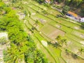 Aerial photo of plotted rice fields and coconut trees Royalty Free Stock Photo