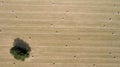 Aerial photo of round bales of straw in the meadow Royalty Free Stock Photo