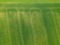 Aerial photo of Spring fresh green field with tractor`s tracks