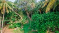 Aerial photo of tropical jungle rainforest landscape with palm trees and bushes at Landhoo island at Noonu atoll Royalty Free Stock Photo