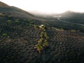 Aerial photo of vineyards with green palm trees in volcanic Island Lanzarote - Canary Islands. Black and dark lava holes and grape