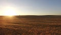 Wheat Growing in a Field and Almost Ready for Harvest Royalty Free Stock Photo