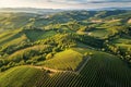 This aerial photograph showcases a vineyard in the hills, highlighting the rows of grapevines and the surrounding landscape, Bird Royalty Free Stock Photo