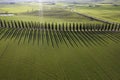 Aerial photographic documentation of the cypresses of the Val Di Orcia Royalty Free Stock Photo