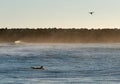 Aerial-drone tracking female surfer paddling longboard