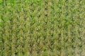 Aerial photographs blooming peach trees in an orchard Royalty Free Stock Photo