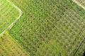 Aerial photographs blooming peach trees in an orchard Royalty Free Stock Photo