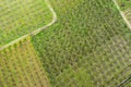 Aerial photographs blooming peach trees in an orchard