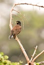 Wildlife with unique love with camera