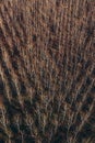 Aerial photography of bare aspen treetop in winter woodland