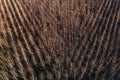 Aerial photography of bare aspen treetop in winter woodland