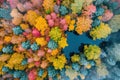 Aerial photography capturing vibrant colors in natural landscapes. Multicolor trees from above