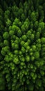 Aerial Photography Of Evergreen Forest: Stunning Organic Compositions