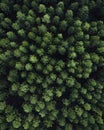 Aerial picture of a pine and christmas trees forest