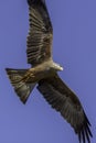 Aerial predator. Magnificent red kite bird of prey flying.