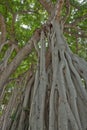 Aerial Prop Roots of Banyan Trees, Honolulu