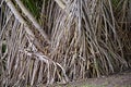 Aerial prop roots of pandanus tree also known as pandan or pine or palm