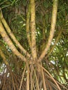 Aerial prop roots of pandanus tree also known as pandan or pine or palm