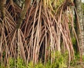 Aerial prop roots of pandanus tree also known as pandan or pine or palm