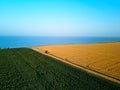 Aerial of red combine harvester working in wheat field near cliff with sea view on sunset. Harvesting machine cutting Royalty Free Stock Photo