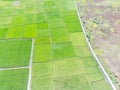 Aerial rice field, green and cool