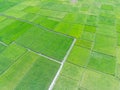 Aerial rice field, green and cool