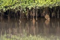 Aerial root systems of mangroves growing in in tidal mudflats